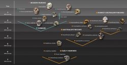 Human evolution family tree with skulls graphic hero