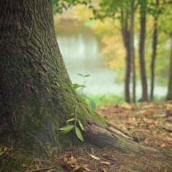 Tronc d’un arbre cobert de molsa en un bosc amb un llac desenfocat al fons