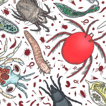 Los mundos invisibles de los animales microscópicos RAJCAK, Hélène