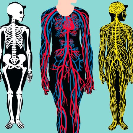 Anatomia : [encunys i il·lustracions per observar el cos humà] DRUVERT, Hèlène