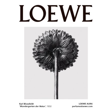 Loewe_Blossfeldt-01