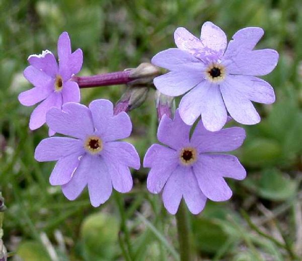 PrimulaLongiflora