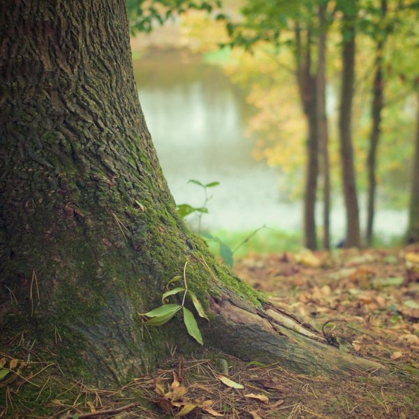 Tronc d’un arbre cobert de molsa en un bosc amb un llac desenfocat al fons