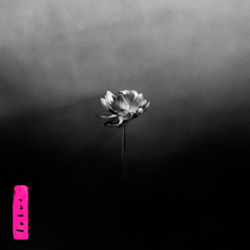 Caràtula de Lotus